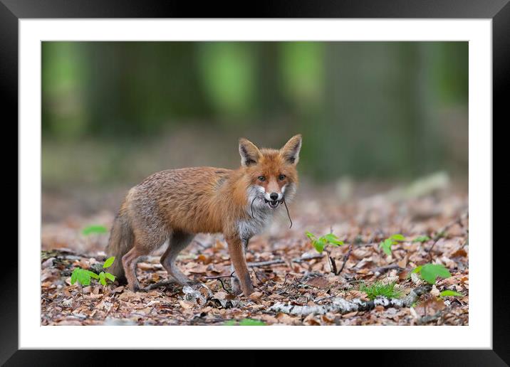 Red Fox with Two Mice in Mouth Framed Mounted Print by Arterra 