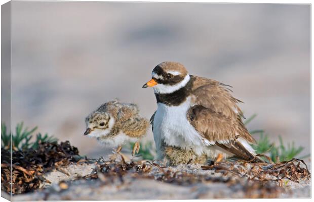 Ringed Plover with Chick Canvas Print by Arterra 