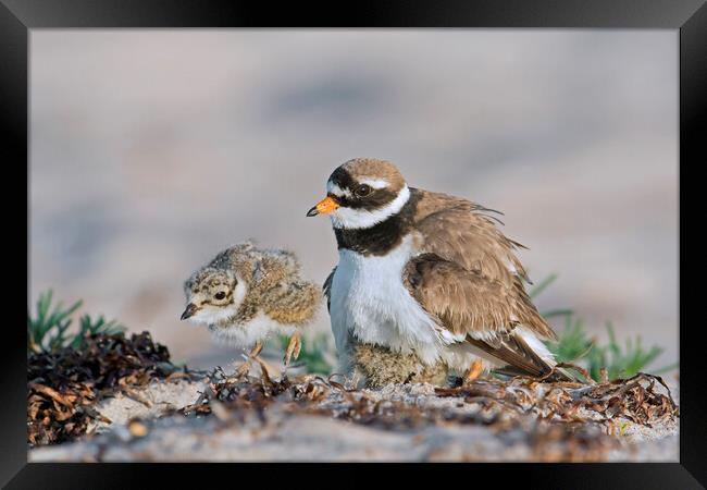 Ringed Plover with Chick Framed Print by Arterra 