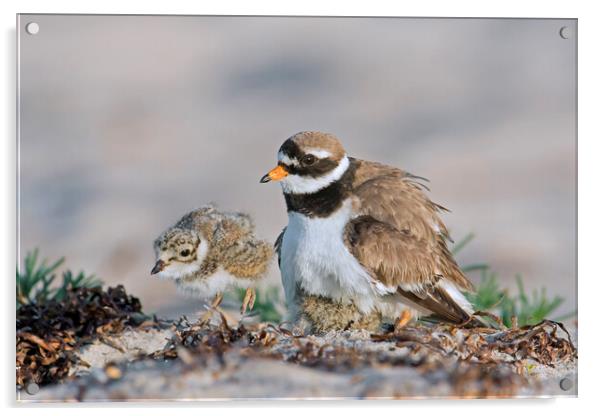 Ringed Plover with Chick Acrylic by Arterra 