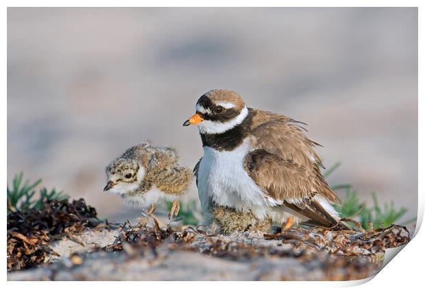 Ringed Plover with Chick Print by Arterra 