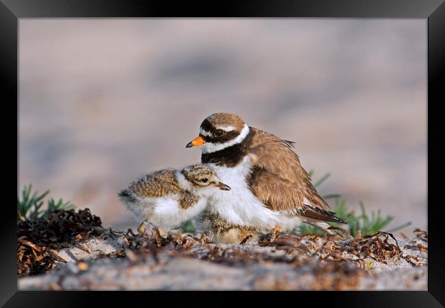 Ringed Plover with Chick on Beach Framed Print by Arterra 