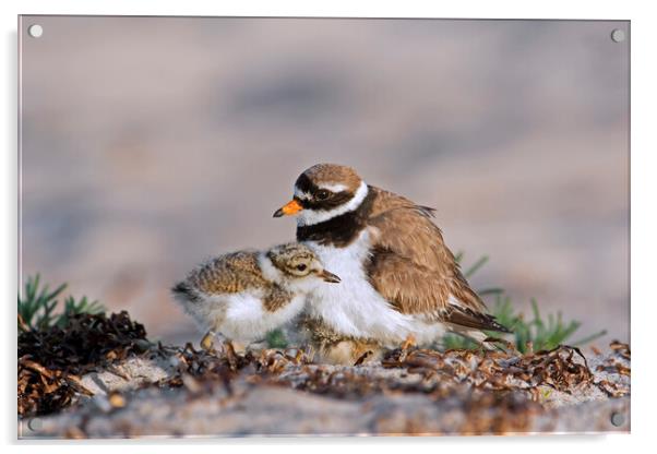 Ringed Plover with Chick on Beach Acrylic by Arterra 