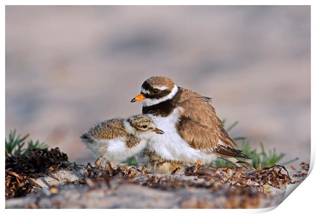 Ringed Plover with Chick on Beach Print by Arterra 