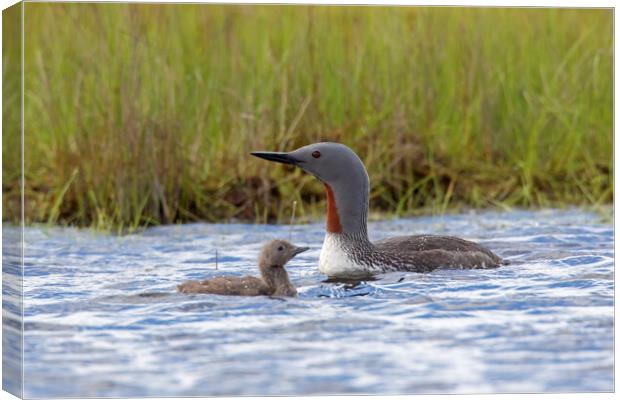 Red Throated Loon with Chick Canvas Print by Arterra 