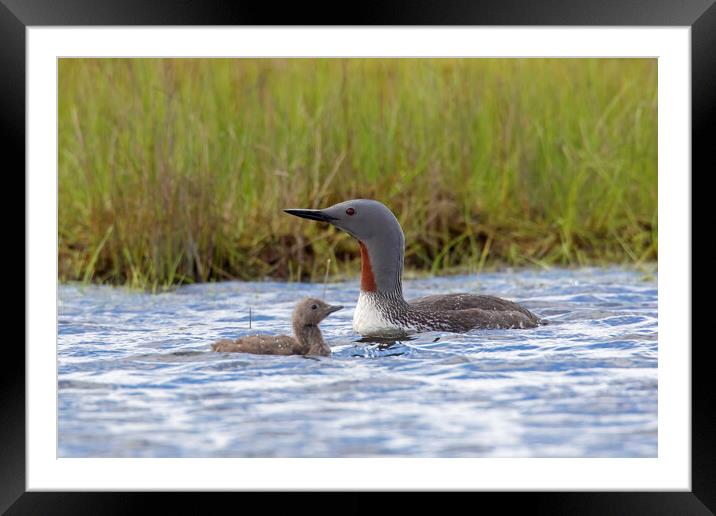 Red Throated Loon with Chick Framed Mounted Print by Arterra 