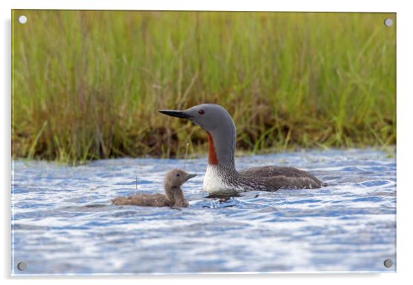 Red Throated Loon with Chick Acrylic by Arterra 