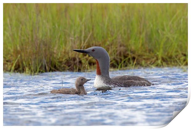 Red Throated Loon with Chick Print by Arterra 