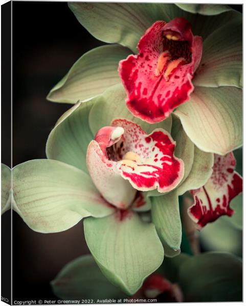 Orchids At The Orchid Festival At Kew Gardens, Ric Canvas Print by Peter Greenway