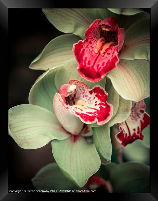Orchids At The Orchid Festival At Kew Gardens, Ric Framed Print by Peter Greenway