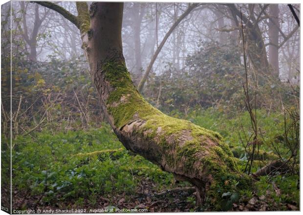 Mossy Bench Canvas Print by Andy Shackell