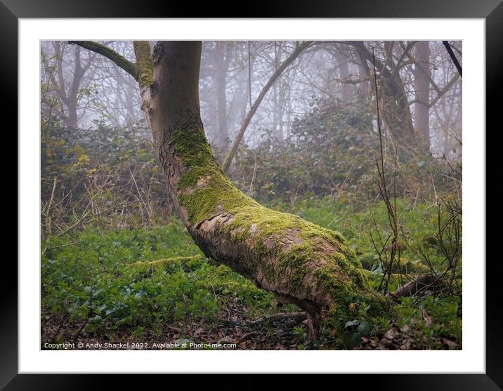 Mossy Bench Framed Mounted Print by Andy Shackell