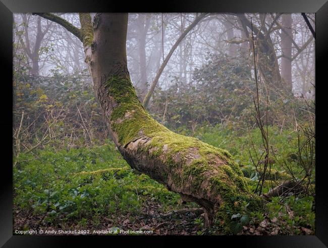 Mossy Bench Framed Print by Andy Shackell