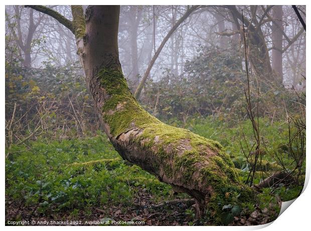 Mossy Bench Print by Andy Shackell