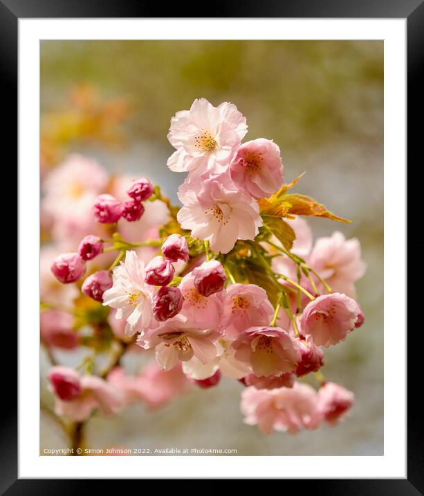 Pink Cherry blossom Framed Mounted Print by Simon Johnson