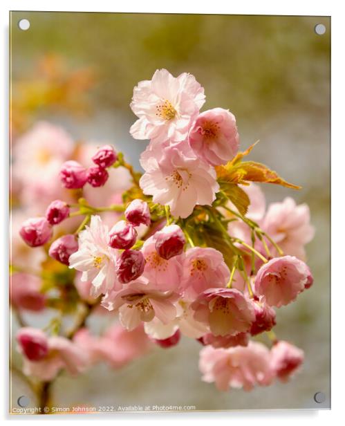 Pink Cherry blossom Acrylic by Simon Johnson