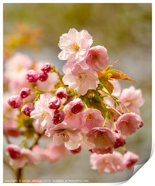 Pink Cherry blossom Print by Simon Johnson