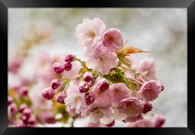 spring Cherry Blossom Framed Print by Simon Johnson