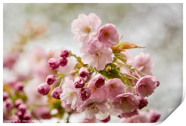 spring Cherry Blossom Print by Simon Johnson