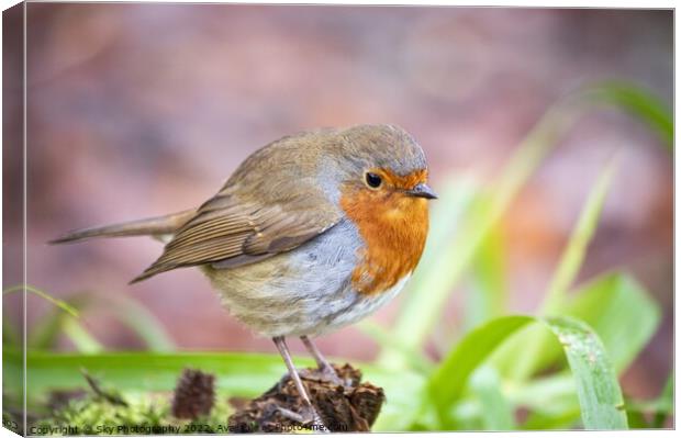 Robins stare Canvas Print by Sky Photography