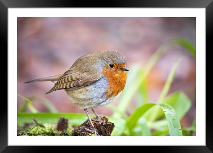 Robins stare Framed Mounted Print by Sky Photography