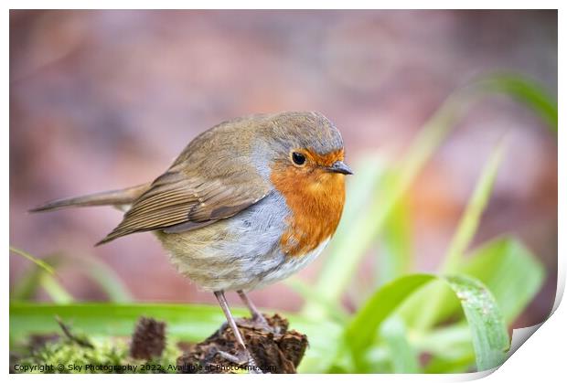 Robins stare Print by Sky Photography