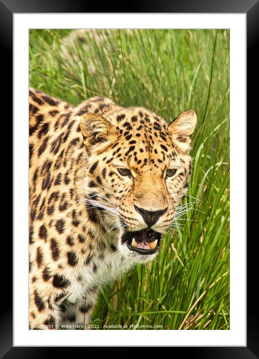 Amur Leopard Portrait Framed Mounted Print by Mike Hardy