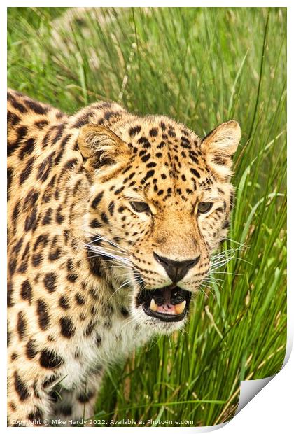 Amur Leopard Portrait Print by Mike Hardy