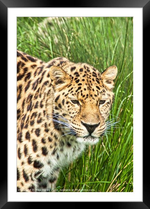 Amur Leopard Watching Framed Mounted Print by Mike Hardy