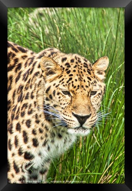 Amur Leopard Watching Framed Print by Mike Hardy