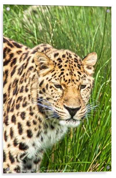 Amur Leopard Watching Acrylic by Mike Hardy