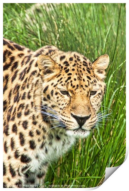 Amur Leopard Watching Print by Mike Hardy