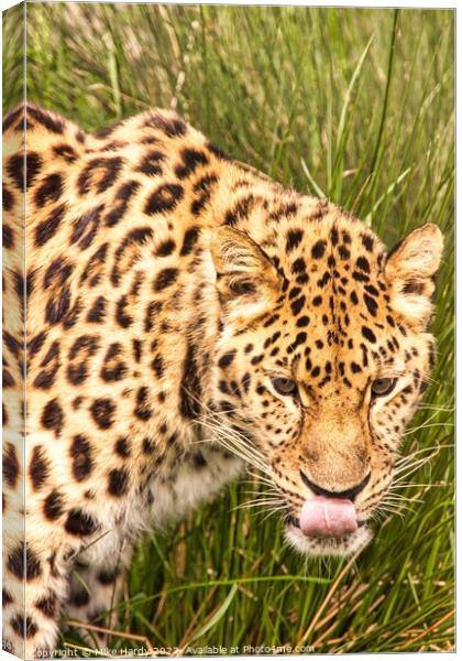 Amur Leopard licking lips Canvas Print by Mike Hardy