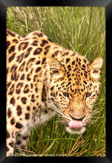 Amur Leopard licking lips Framed Print by Mike Hardy
