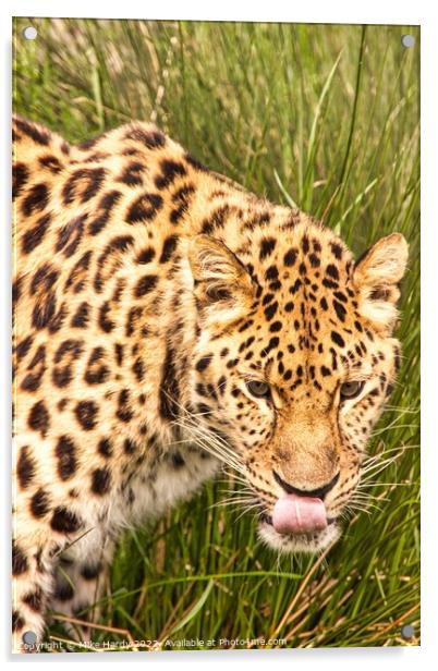 Amur Leopard licking lips Acrylic by Mike Hardy