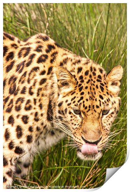 Amur Leopard licking lips Print by Mike Hardy