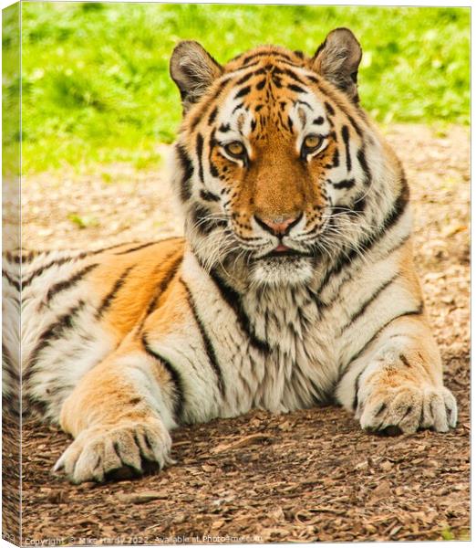 Siberian Tiger portrait Canvas Print by Mike Hardy