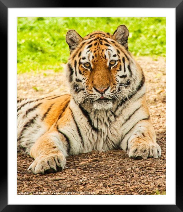 Siberian Tiger portrait Framed Mounted Print by Mike Hardy