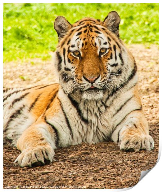 Siberian Tiger portrait Print by Mike Hardy