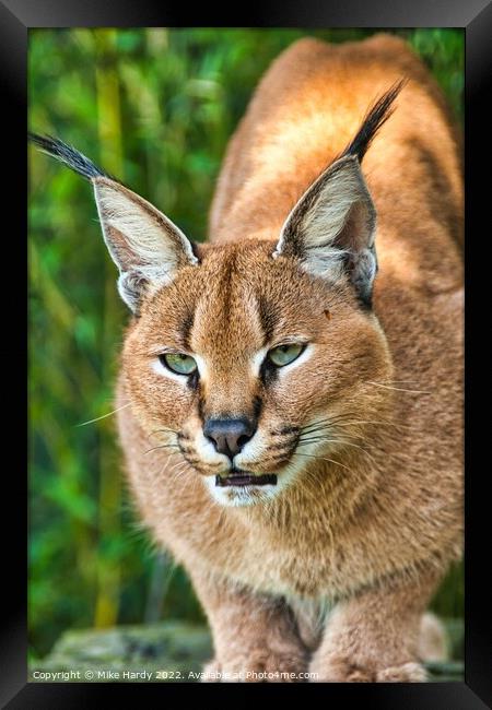 Caracal ready to pounce! Framed Print by Mike Hardy