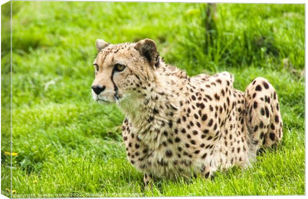 Gorgeous CHEETAH on high alert Canvas Print by Mike Hardy