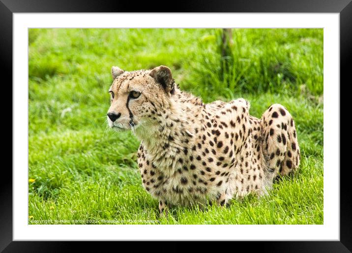 Gorgeous CHEETAH on high alert Framed Mounted Print by Mike Hardy