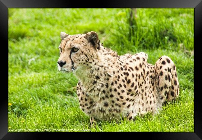 Gorgeous CHEETAH on high alert Framed Print by Mike Hardy