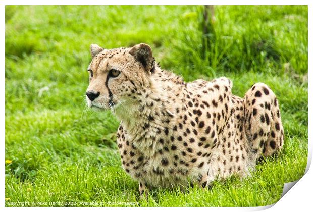 Gorgeous CHEETAH on high alert Print by Mike Hardy