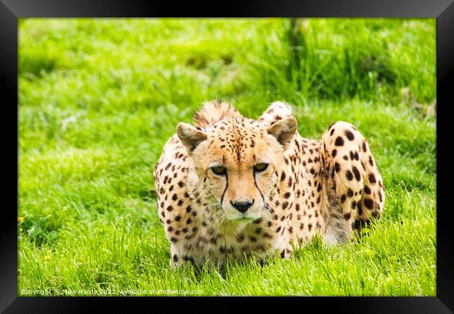 Cheetah stares intently Framed Print by Mike Hardy