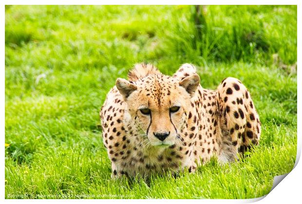Cheetah stares intently Print by Mike Hardy