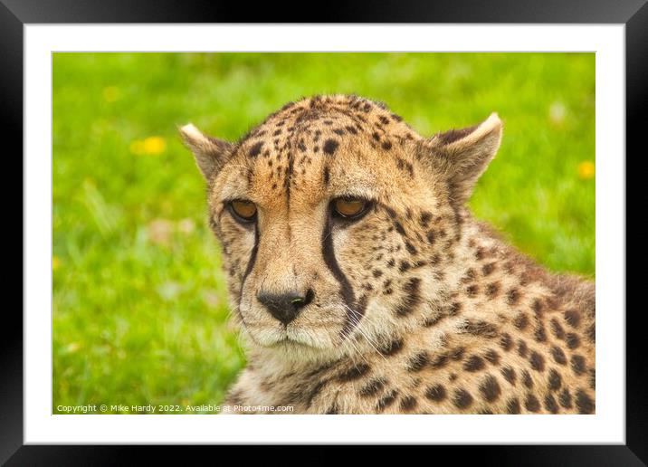 Portrait of a Cheetah Framed Mounted Print by Mike Hardy