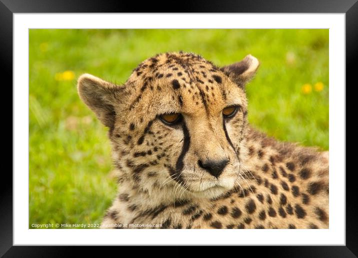 Wistful reclining cheetah Framed Mounted Print by Mike Hardy