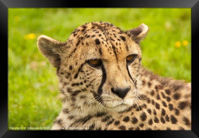 Wistful reclining cheetah Framed Print by Mike Hardy