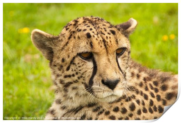 Wistful reclining cheetah Print by Mike Hardy